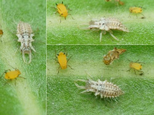 Pseudomallada clathratus